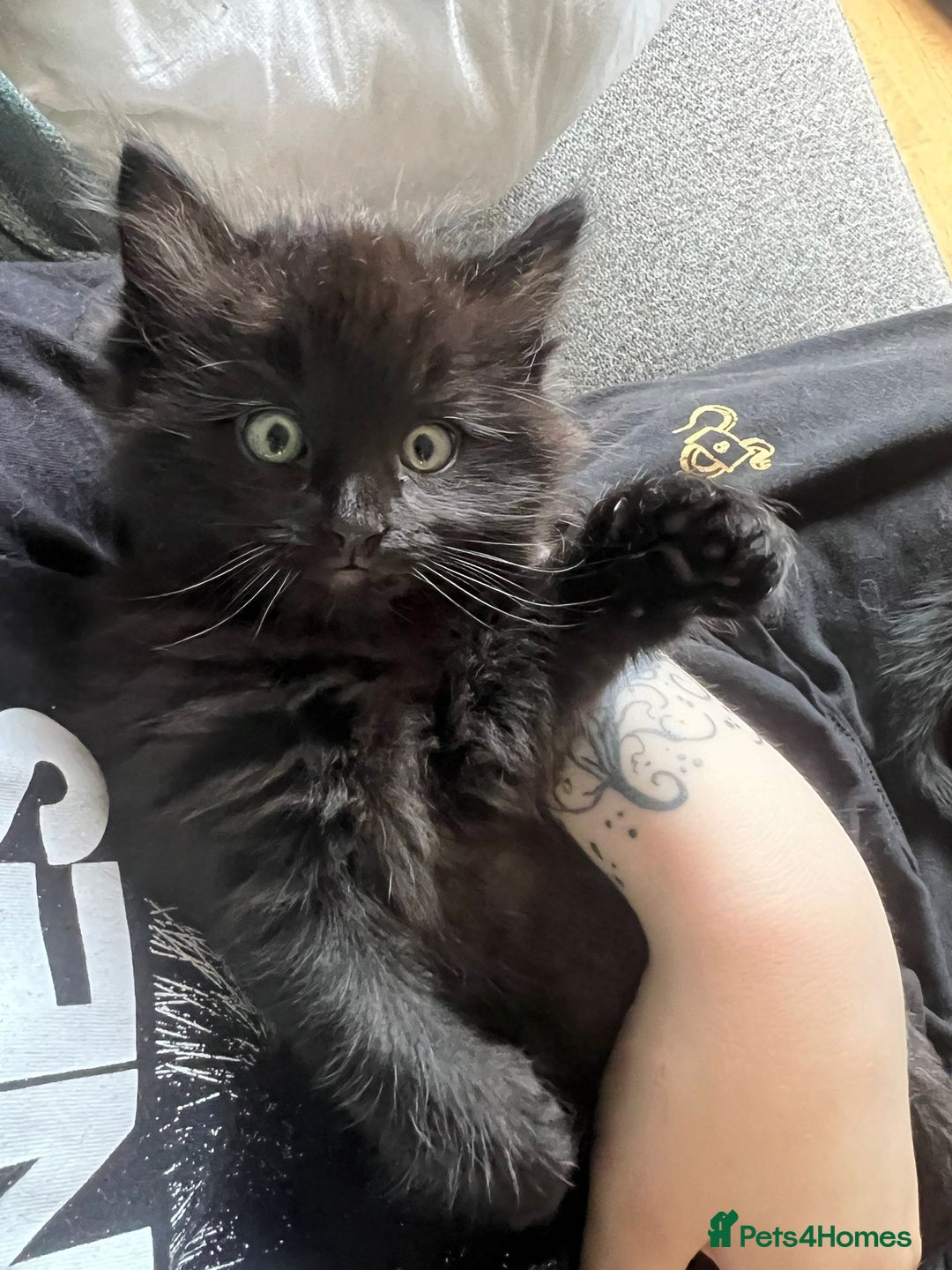 RagaMuffin cats for sale: Male kitten  - Image 3