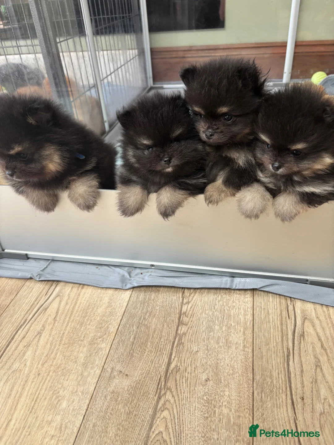 Pomeranian dogs for sale: Tiny Teddybear Pomeranian boy - Advert 10