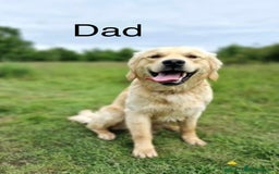 Golden Retriever dogs for sale: Adorable Golden Retriever Puppies  - Image 12