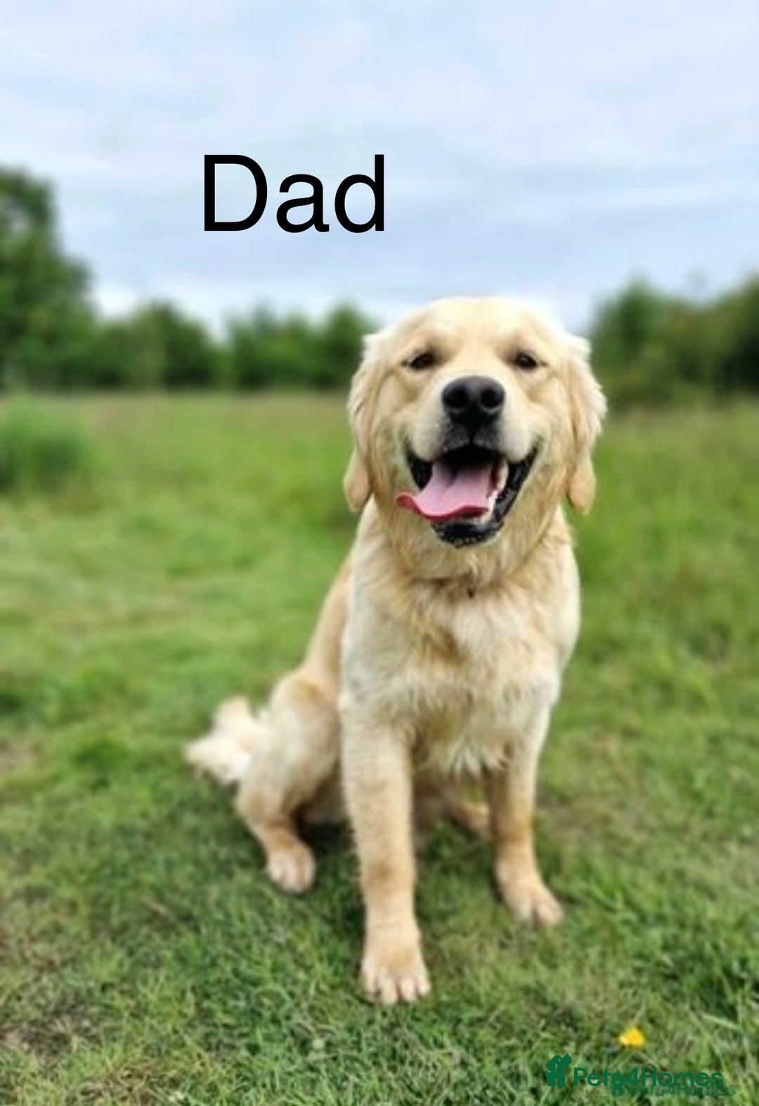 Golden Retriever dogs for sale: Adorable Golden Retriever Puppies  - Image 12