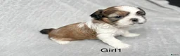 Shih Tzu dogs for sale: Beautiful Shih Tzu Puppies – Boys & Girls in Northampton - Advert 15