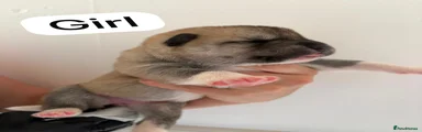 Huskita 5