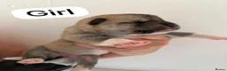 Huskita dogs for sale: Huskita  - Advert 5