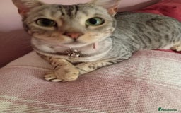 Bengal cats for sale: Silver spotted female Bengal cat  - Image 3