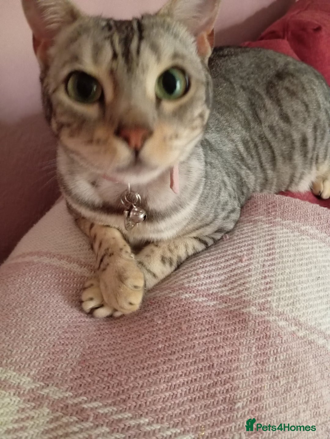 Bengal cats for sale: Silver spotted female Bengal cat  - Image 3