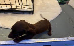 Miniature Dachshund dogs for sale: Miniature dashound - Image 6