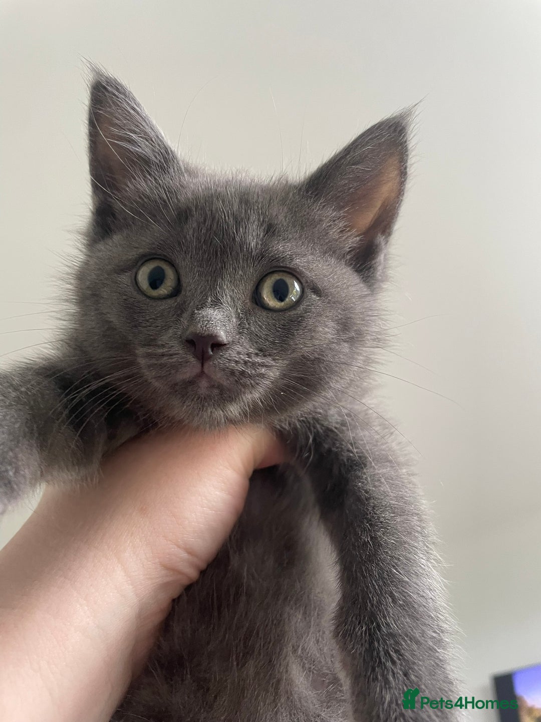 British Shorthair cats for sale: BTS x Ragdoll - Image 14