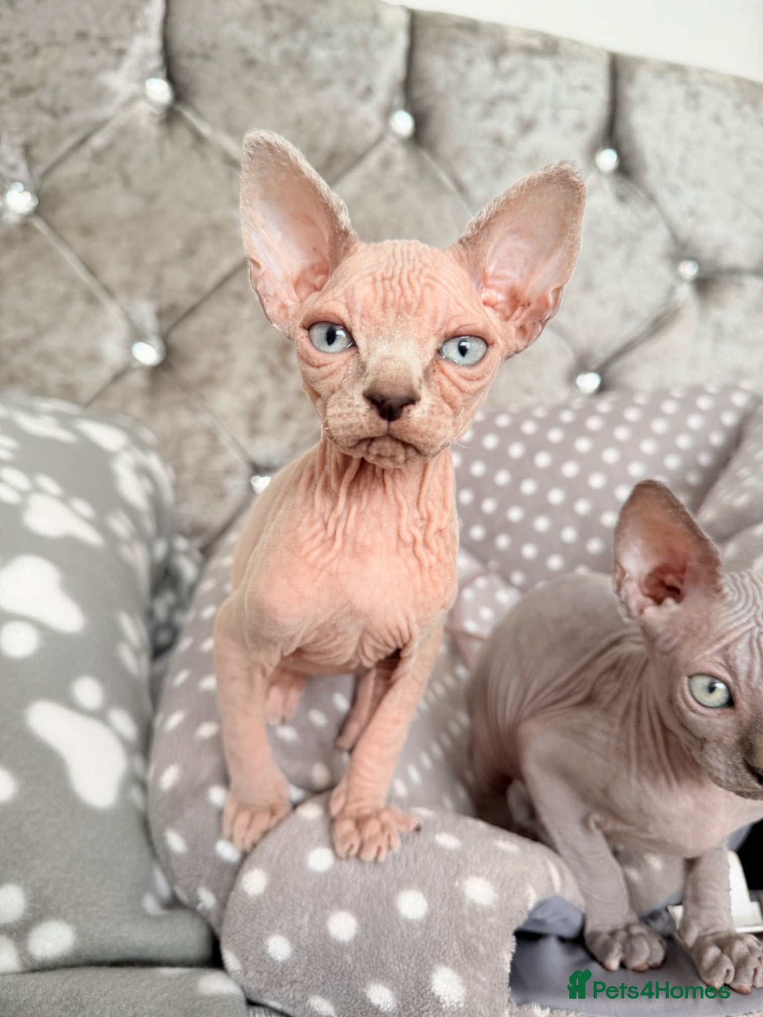 Sphynx cats Stunning Cream/Lilac Sphynx Girl | TICA Registered - Advert 11