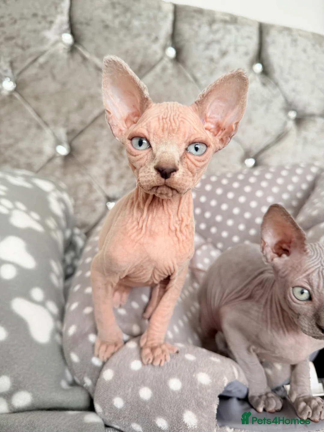 Sphynx cats for sale: Special Reduced Price Blue-Eyed Sphynx / TICA Reg - Advert 2