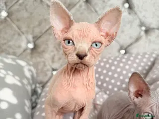 Sphynx cats Stunning Cream/Lilac Sphynx Girl | TICA Registered - Advert 11