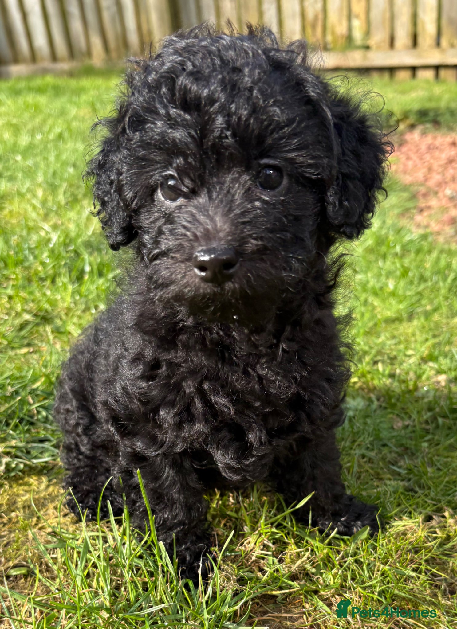 Jackapoo dogs Adorable 🐾 Mini Jackapoo Puppies (F1b)  🖤 - Advert 11