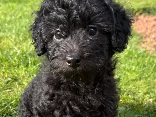 Jackapoo dogs Adorable 🐾 Mini Jackapoo Puppies (F1b) 🖤 - Advert 11