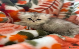 Scottish Fold cats for sale: Now Taking Reservations Scottish Straight  - Image 19