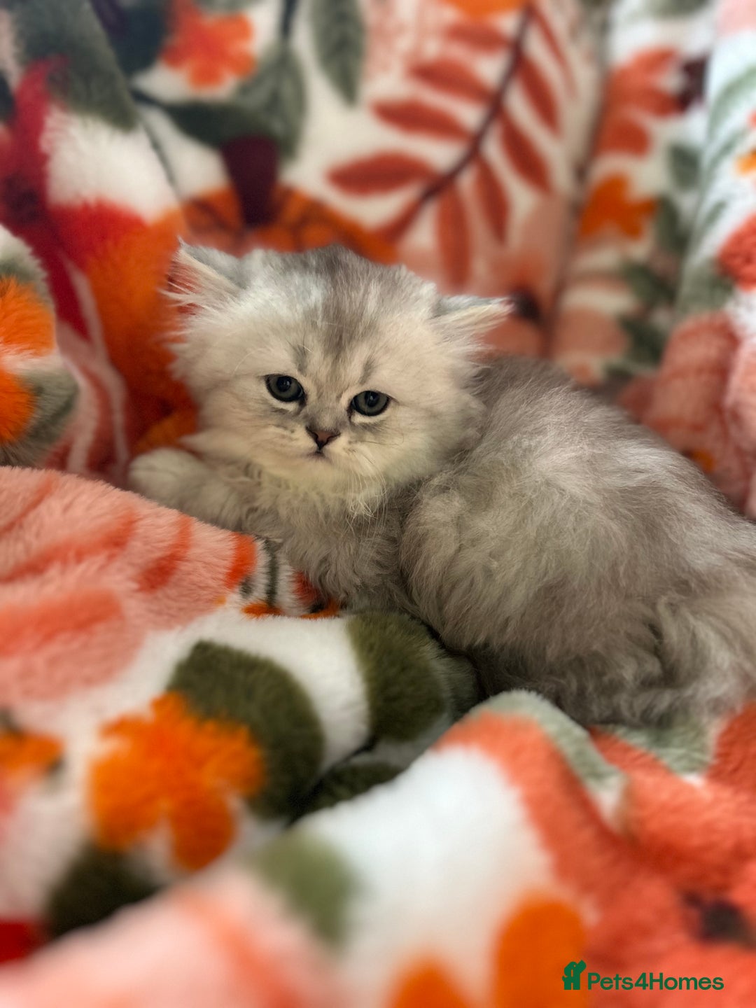 Scottish Fold cats for sale: Now Taking Reservations Scottish Straight  - Image 19