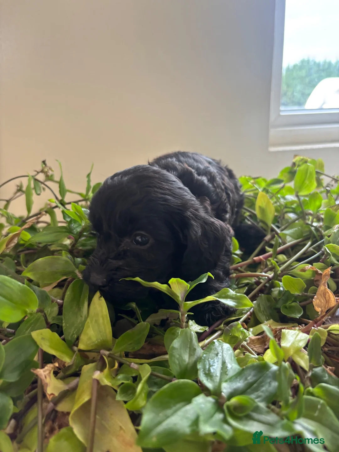 Cockapoo dogs for sale: Beautiful cockapoo puppies in Doncaster - Advert 2