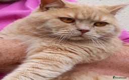 British Shorthair cats for sale: Cream Friendly kitten - Image 11