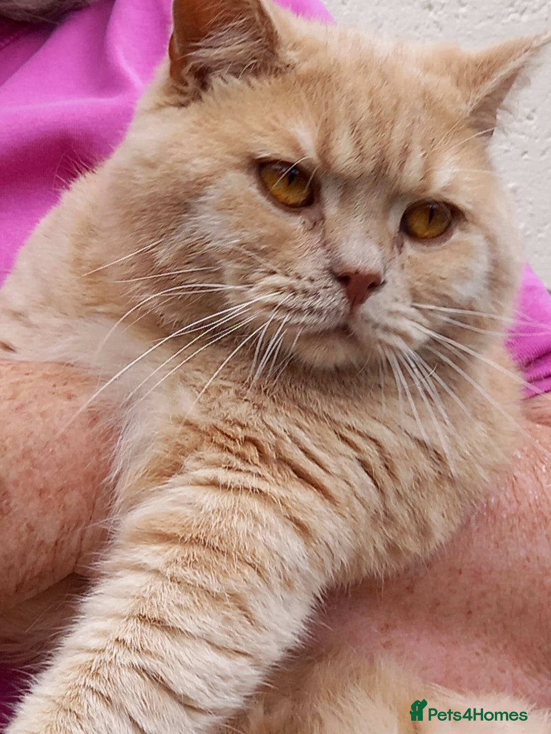 British Shorthair cats for sale: Cream Friendly kitten - Image 11