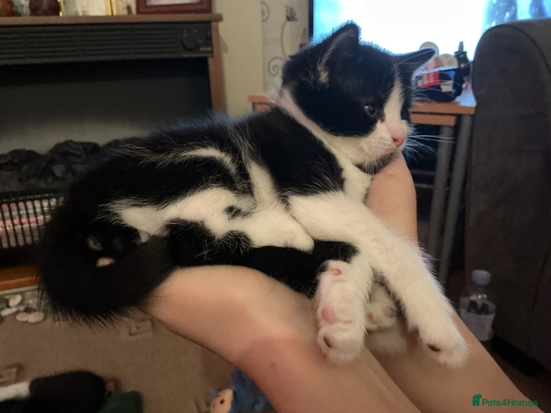 European cats for sale: 3 adorable black and white kittens for sale - Advert 7