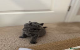 British Shorthair cats for sale: British Shorthair Blue Kittens - Image 8