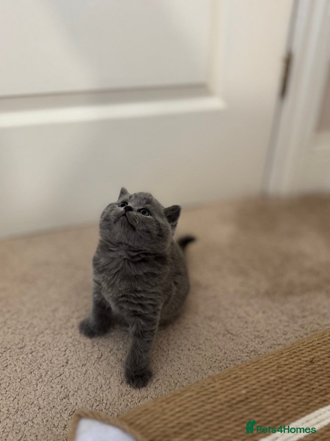 British Shorthair cats for sale: British Shorthair Blue Kittens - Image 8