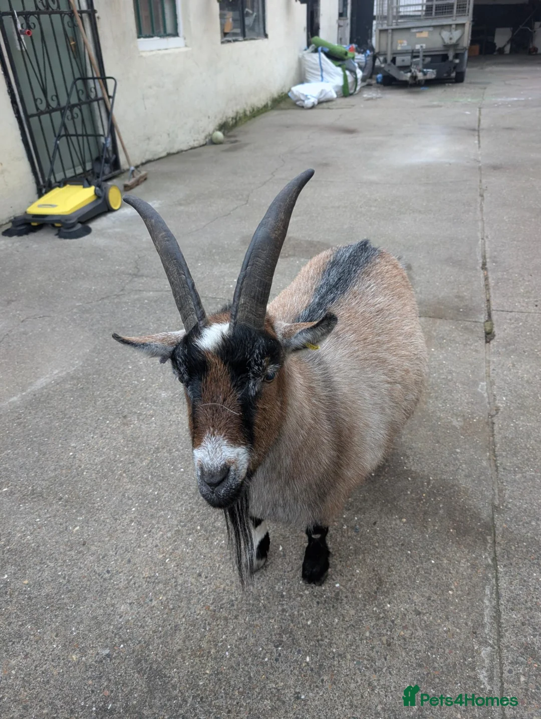 Goats livestock for sale: 2 pygmy goats  in Whitley Bay - Advert 2