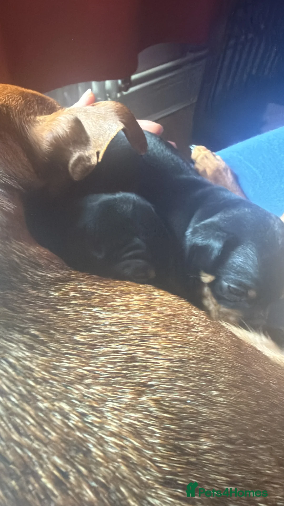 Miniature Pinscher dogs for sale: Female puppies for sale - Advert 1