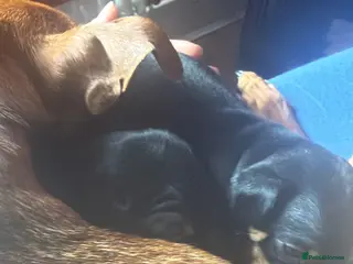 Miniature Pinscher dogs Female puppies for sale - Advert 1