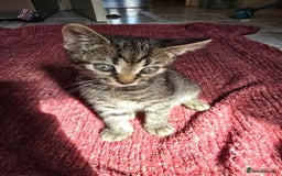Mixed Breed cats for sale: Beautiful kittens  - Image 31