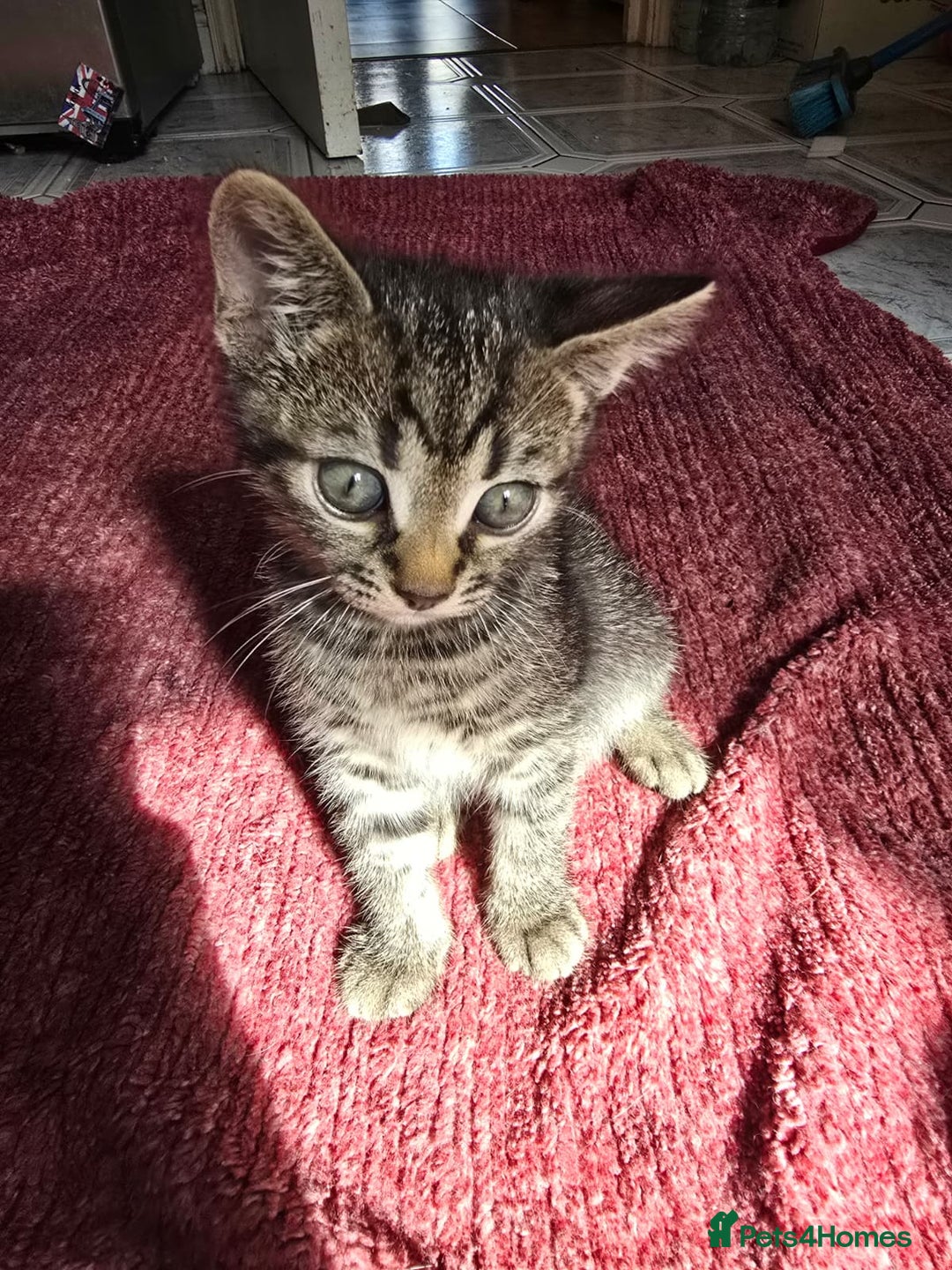 Mixed Breed cats for sale: Beautiful kittens  - Image 31