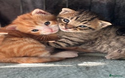 Domestic Shorthair cats for sale: 4 beautiful kittens  - Image 4