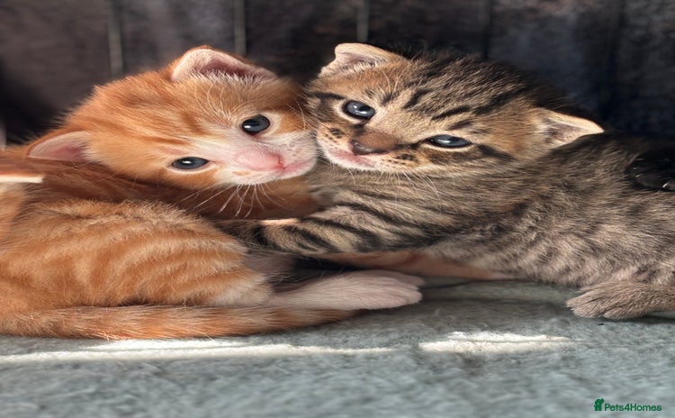 Domestic Shorthair cats - Advert 18