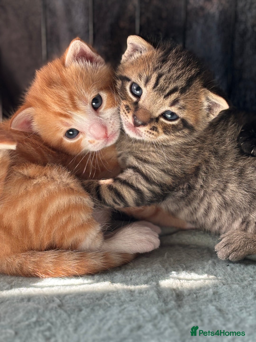 Domestic Shorthair cats for sale: 4 beautiful kittens  - Image 4