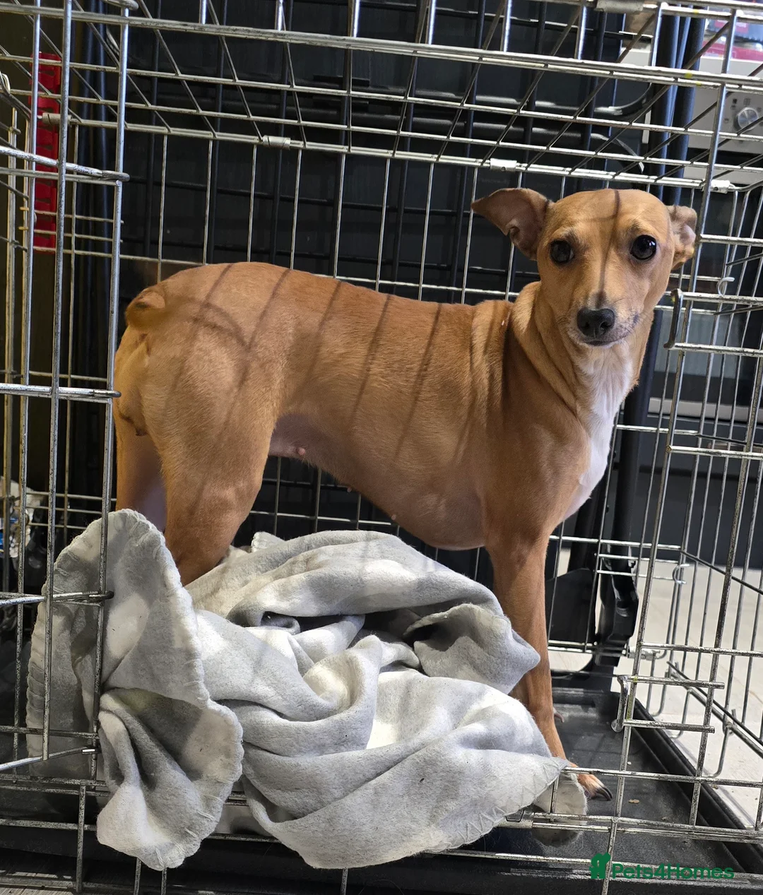 Mixed Breed dogs for sale: Italian Greyhound & Miniature Schnoodle - Advert 2