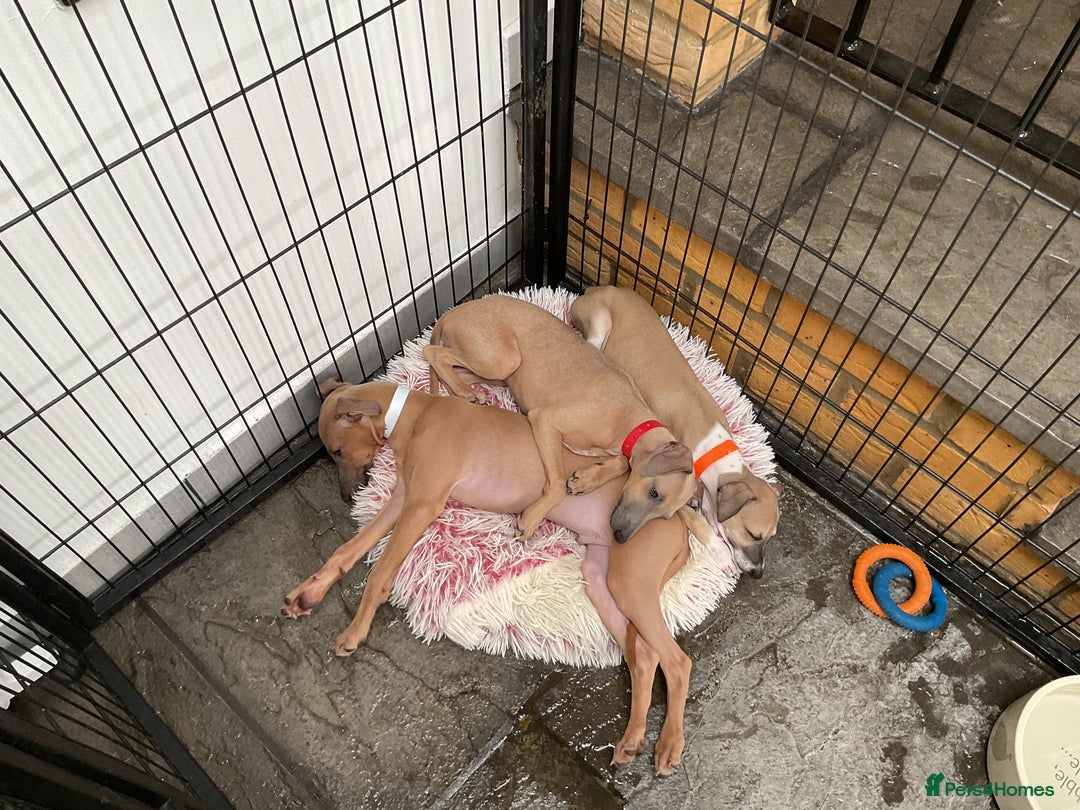 Italian Greyhound dogs for sale:  Beautiful Italian greyhound puppies  - Image 13