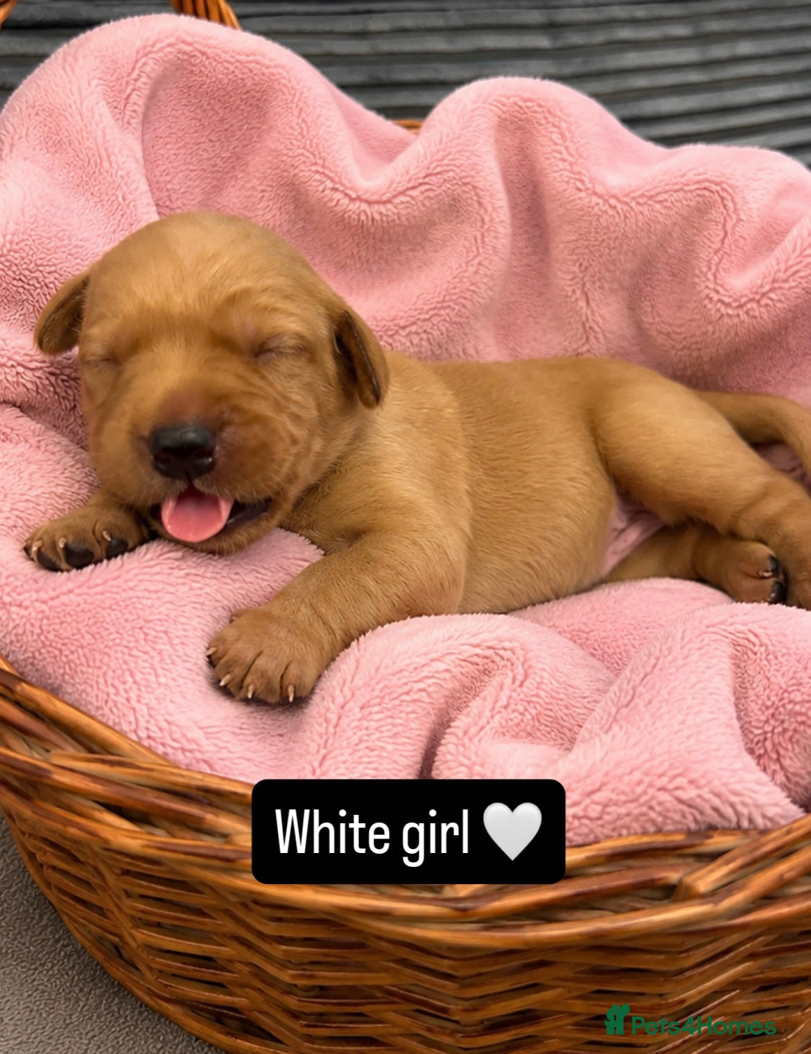 Labrador Retriever dogs Follow your pups journey from birth ❤️ - Advert 2
