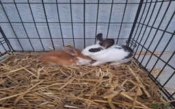 Mixed Breed rabbits for sale: Adorable Male & Female Rabbits - With Hay & Food - Image 9