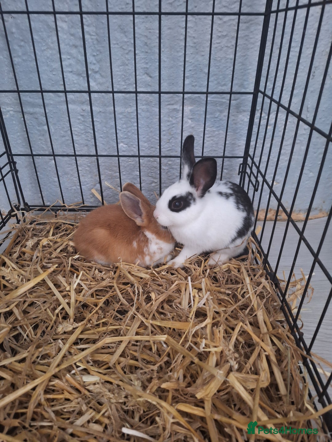 Mixed Breed rabbits for sale: Adorable Male & Female Rabbits - With Hay & Food - Image 9
