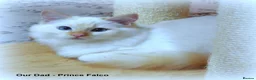 Ragdoll cats for sale: Quality GCCF Reg Ragdoll Kittens - Advert 12