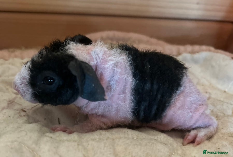 Guinea Pig rodents Skinny and Funky haired guinea pigs for sale - Advert 15