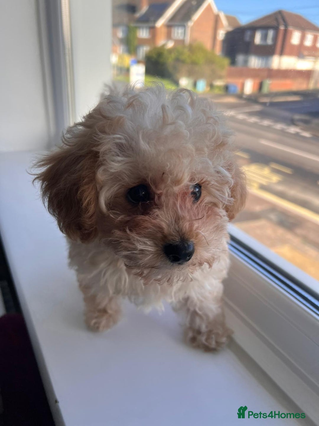 Toy Poodle dogs for sale: Toy Poodle (1 boy left to find their home) - Advert 14
