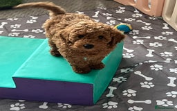 Miniature Poodle dogs for sale: KC reg Red mini poodle boy Ready now - Image 3