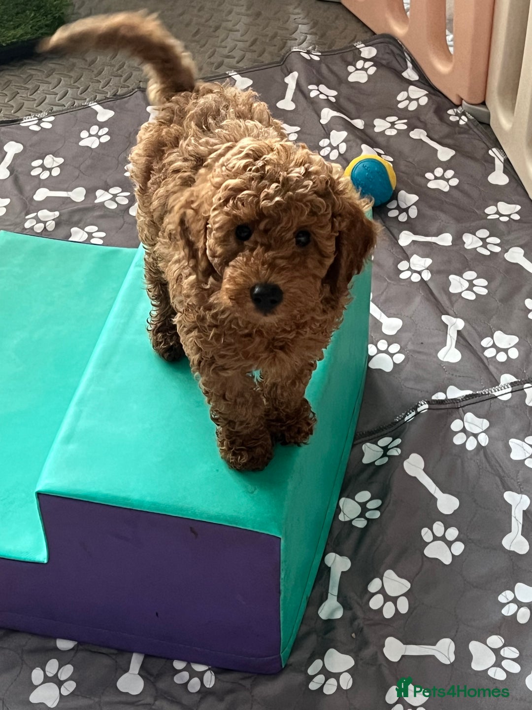 Miniature Poodle dogs for sale: KC reg Red mini poodle boy Ready now - Image 3