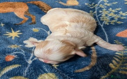 Maltipoo dogs for sale: Stunning Toy Maltipoo Puppies - Image 11