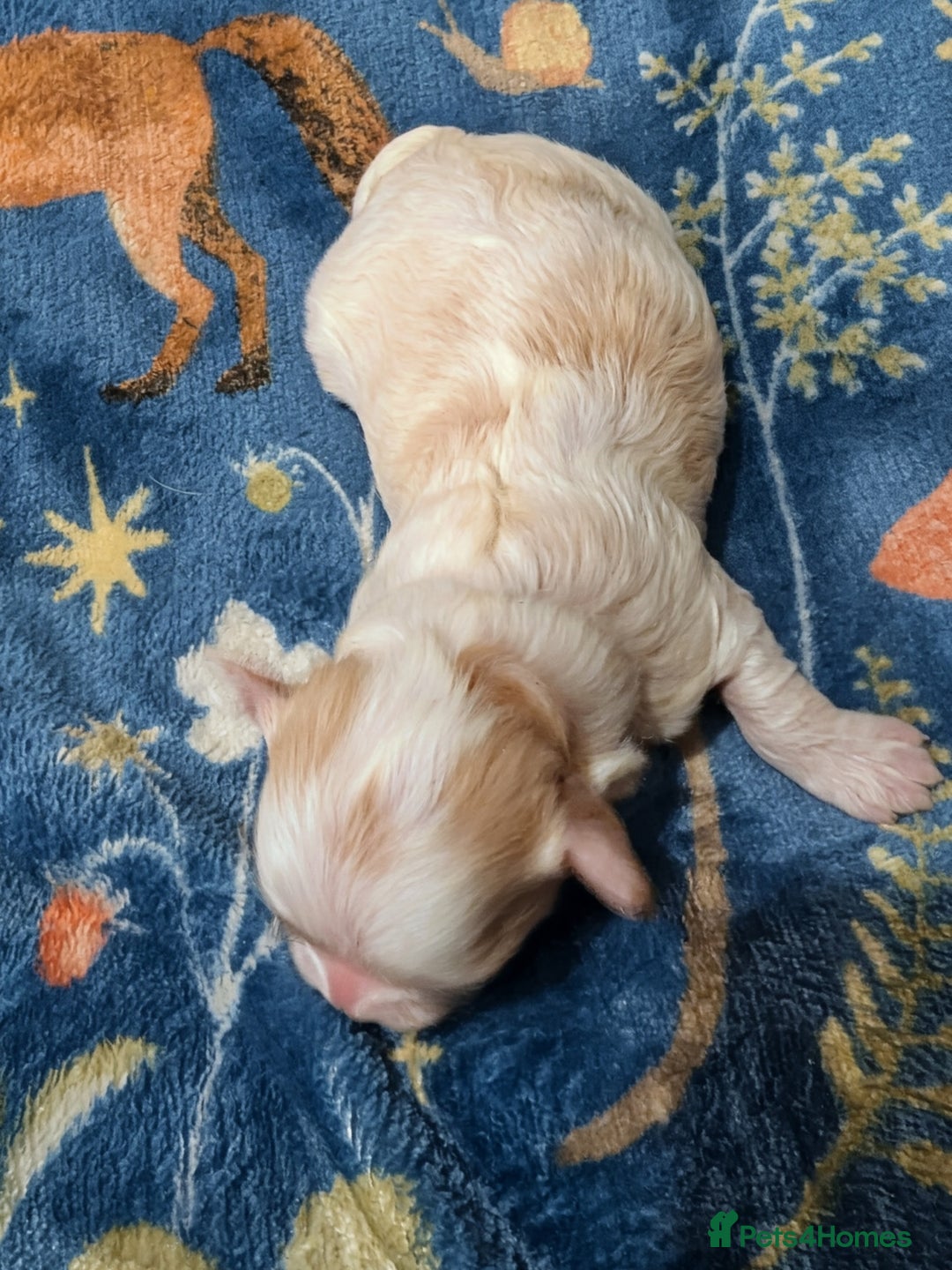 Maltipoo dogs for sale: Stunning Toy Maltipoo Puppies - Image 11