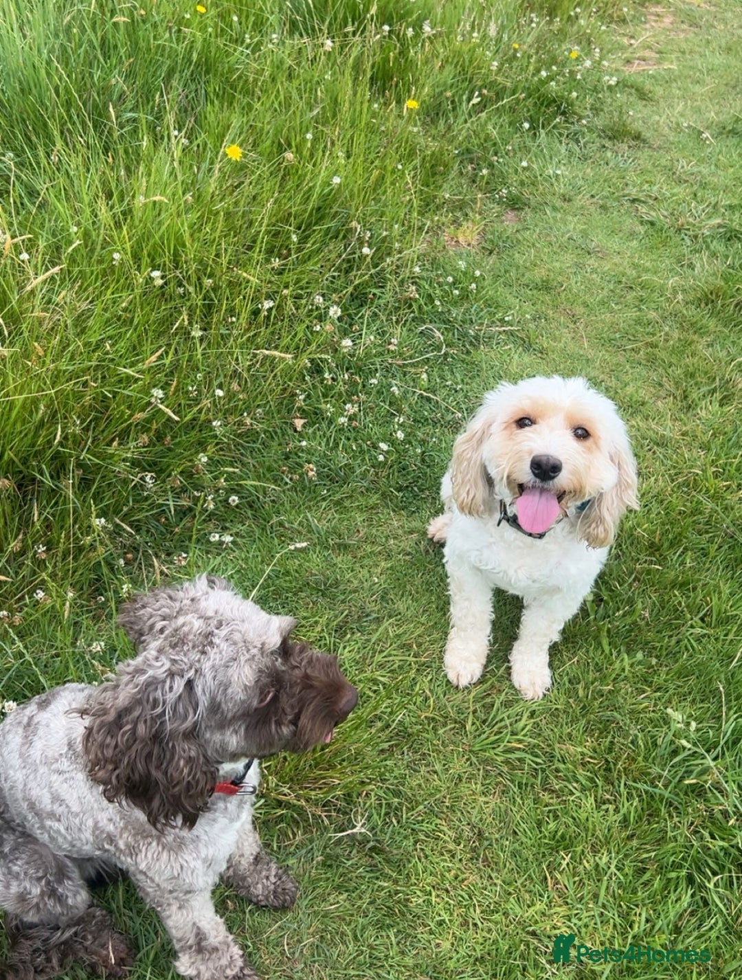 Cockapoo dogs for sale: Beautiful cockapoo family litter  - Image 13