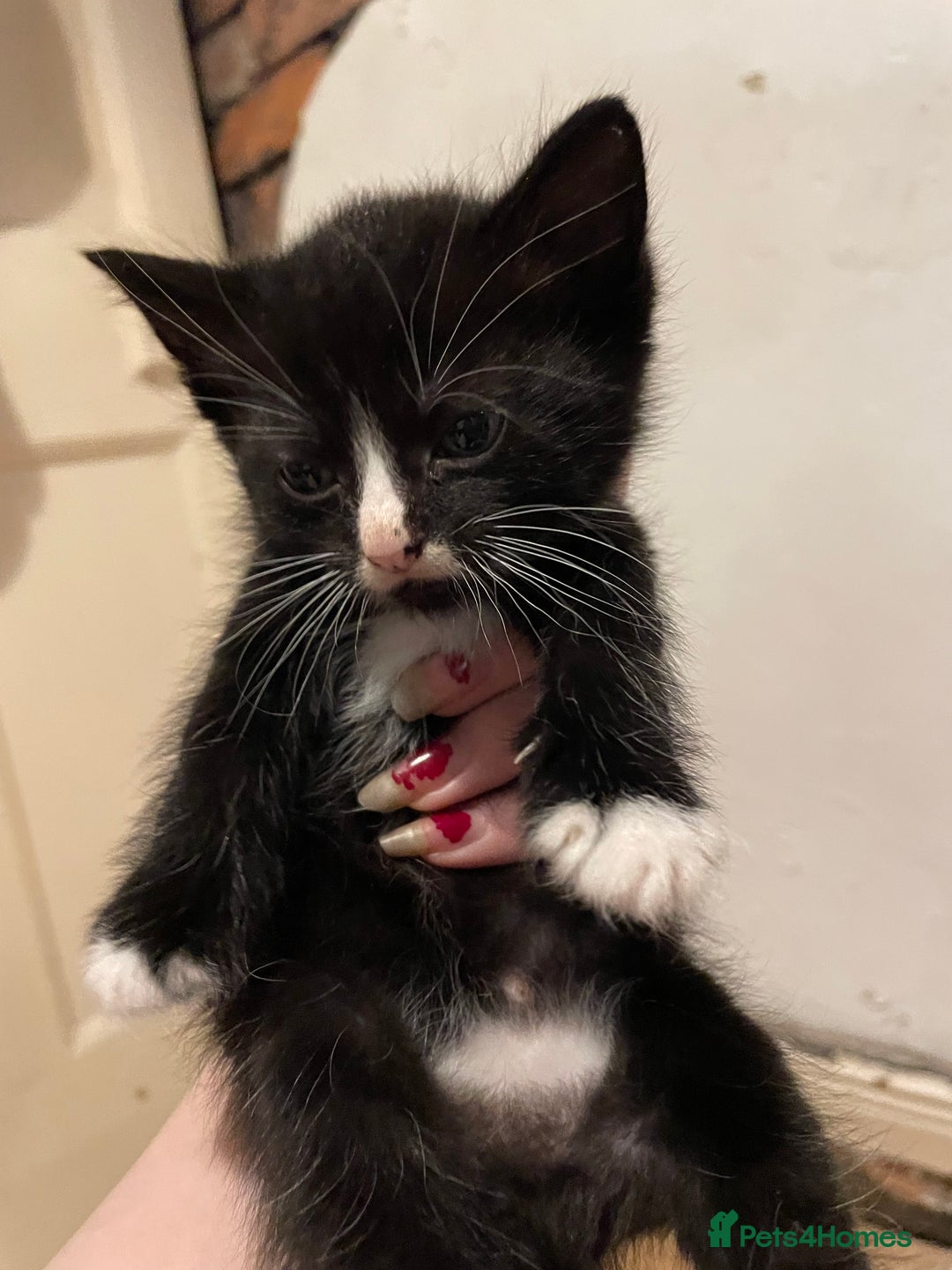 Domestic Shorthair cats for sale: litter of ginger and tuxedo kittens all boys - Image 18