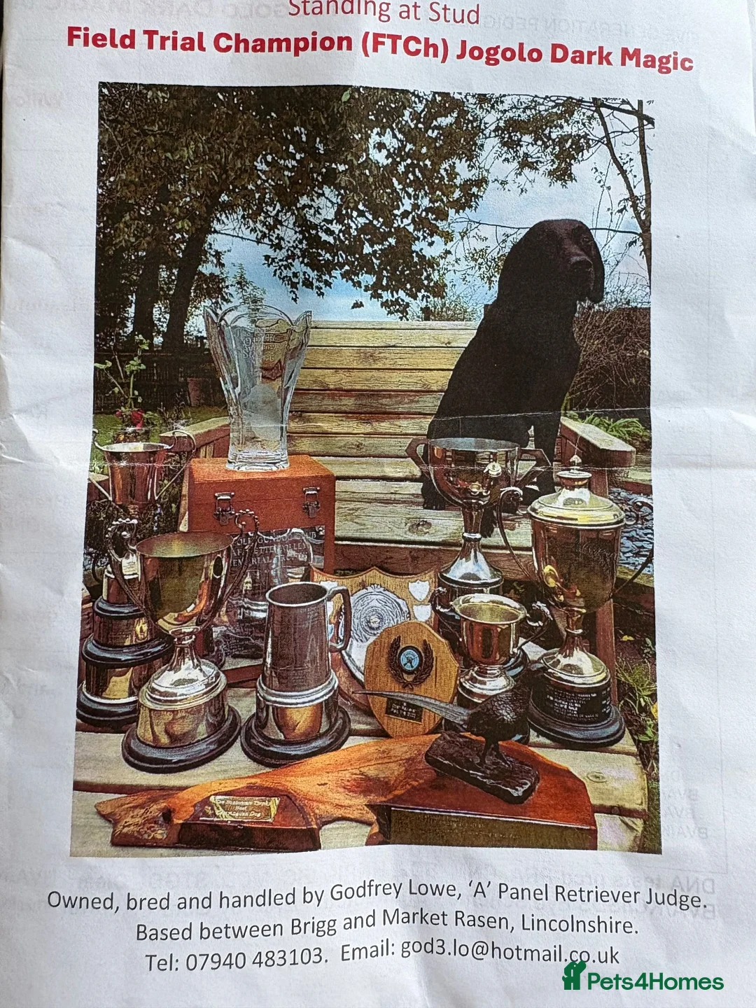 Labrador Retriever dogs for sale: Labrador - Advert 2