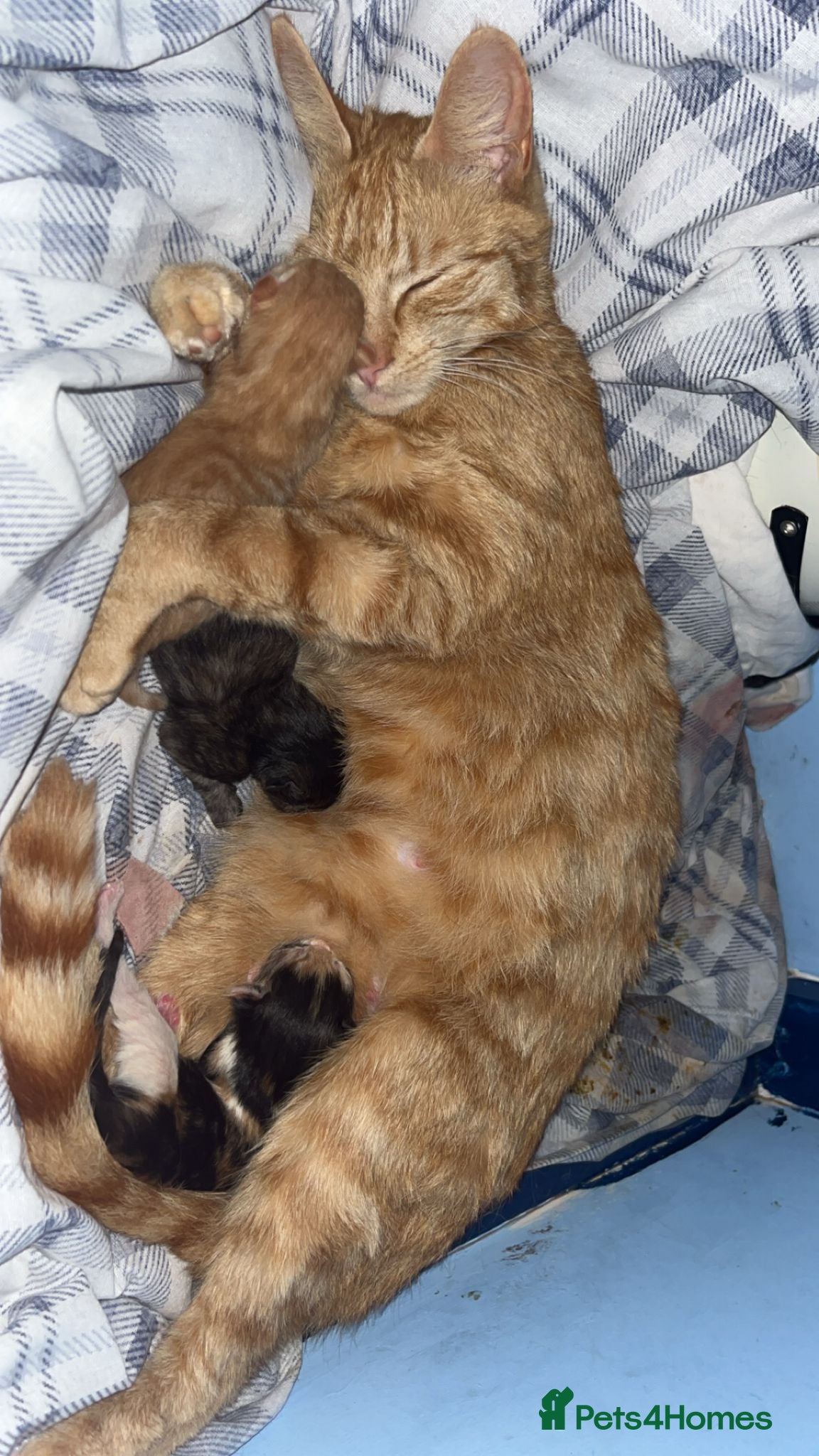 Mixed Breed cats 3 gorgeous kittens  - Advert 1
