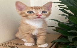 European cats for sale: Selling kitten - Image 1