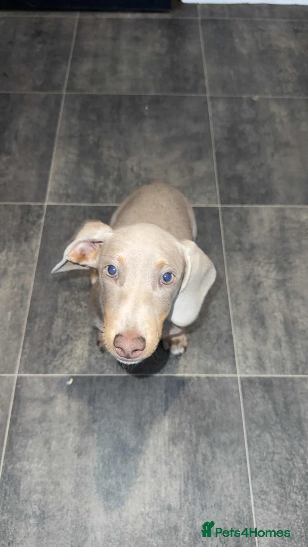 Miniature Dachshund dogs for sale: Rolo looking for a new home - Advert 2